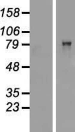 Novus Biologicals™ CARS Overexpression Lysate