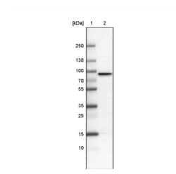 CARS Antibody (CL2302), Novus Biologicals:Antibodies:Primary Antibodies