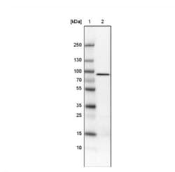 CARS Antibody (CL2304), Novus Biologicals 25 &mu;L, Unlabeled:Antibodies,