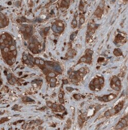 CARS Antibody (CL2309), Novus Biologicals 25 &mu;L, Unlabeled:Antibodies,