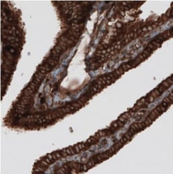 CARS Antibody (CL2310), Novus Biologicals&trade;