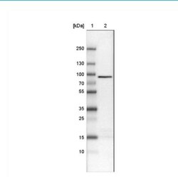 CARS Antibody (CL2310), Novus Biologicals 0.1 mL | Buy Online | Novus Biologicals | Fisher Scientific