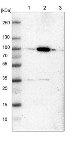 CDC45L Antibody, Novus Biologicals:Antibodies:Primary Antibodies