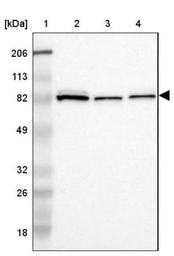 CDC45L Antibody, Novus Biologicals:Antibodies:Primary Antibodies