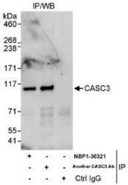 CASC3 Antibody, Novus Biologicals 0.1mL; Unlabeled:Antibodies, Polyclonal