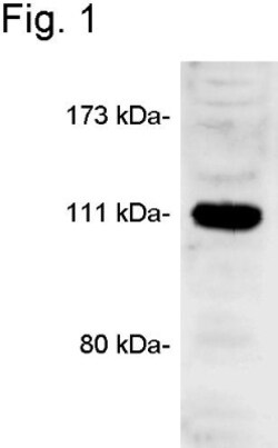CASK Antibody, Novus Biologicals:Antibodies:Primary Antibodies
