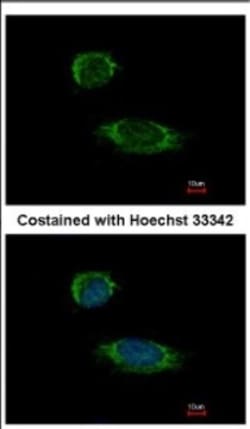 Caspase-1 Antibody, Novus Biologicals 0.1mL; Unlabeled:Antibodies, Polyclonal