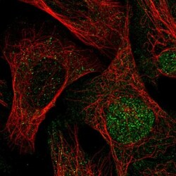 Caspase 5 Antibody, Novus Biologicals 0.1mL; Unlabeled:Antibodies, Polyclonal