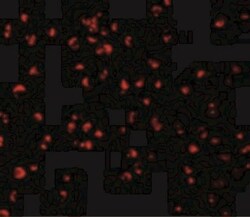 Caspase 5 Antibody - BSA Free, Novus Biologicals 0.025 mg, Unconjugated:Antibodies,