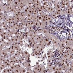 Caspase 5 Antibody, Novus Biologicals 0.1mL; Unlabeled:Antibodies, Polyclonal