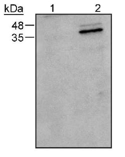 Caspase-9 Antibody (LAP6 96-2-22) - BSA Free, Novus Biologicals 0.2 mg,