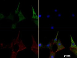 Caspase-11 Antibody (17D9) - BSA Free, Novus Biologicals 0.1mL; Unlabeled:Antibodies,