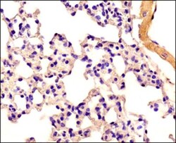 Caspase-11 Antibody (17D9) - BSA Free, Novus Biologicals 0.1mL; Unlabeled:Antibodies,
