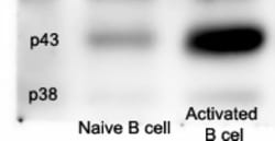 Caspase-11 Antibody (17D9) - BSA Free, Novus Biologicals 0.1mL; Unlabeled:Antibodies,