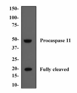 Caspase-11 Antibody (17D9) - BSA Free, Novus Biologicals 0.1mL; Unlabeled:Antibodies,