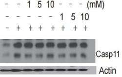 Caspase-11 Antibody (17D9) - BSA Free, Novus Biologicals 0.1mL; Unlabeled:Antibodies,