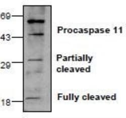 Caspase-11 Antibody, Novus Biologicals:Antibodies:Primary Antibodies