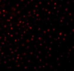 Caspase-12 Antibody - BSA Free, Novus Biologicals 0.1mg; Unlabeled:Antibodies,