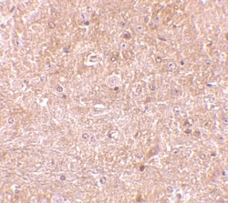 Caspase-13 Antibody, Novus Biologicals 0.1mg; Unlabeled:Antibodies, Polyclonal