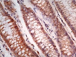 Caspase-1 Antibody (14F468) - BSA Free, Novus Biologicals 0.025mg; Unlabeled:Antibodies,