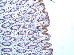 Caspase-1 Antibody (14F468) - BSA Free, Novus Biologicals 0.025mg; Unlabeled:Antibodies,