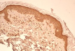 Caspase-1 Antibody (14F468) - BSA Free, Novus Biologicals 0.025mg; Unlabeled:Antibodies,
