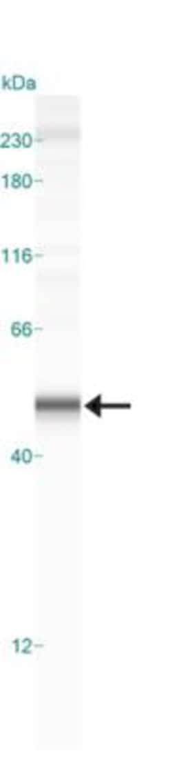 Caspase-1 Antibody (14F468) - BSA Free, Novus Biologicals 0.025mg; Unlabeled:Antibodies,