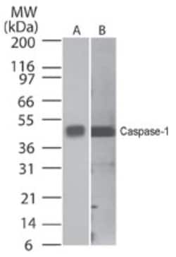 Caspase-1 Antibody (14F468) - BSA Free, Novus Biologicals 0.025mg; Unlabeled:Antibodies,
