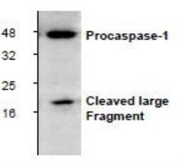 Caspase-1 Antibody, Novus Biologicals 0.1mg; Unlabeled:Antibodies, Polyclonal