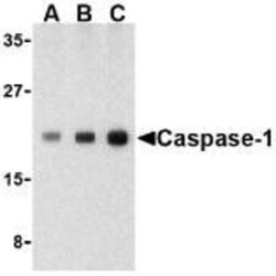 Caspase-1 Antibody - BSA Free, Novus Biologicals:Antibodies:Primary Antibodies
