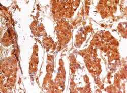 Caspase-3 Antibody (31A1067) - (Pro and Active) - Azide and BSA Free, Novus