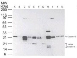 Caspase-3 Antibody (31A1067) - (Pro and Active) - Azide and BSA Free, Novus