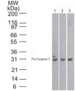 Caspase-3 Antibody (31A1067) - (Pro and Active) - Azide and BSA Free, Novus