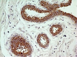 Caspase-3 Antibody (31A893) - BSA Free, Novus Biologicals:Antibodies:Primary