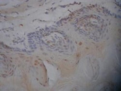 Caspase-3 Antibody (CPP32 4-1-18) - BSA Free, Novus Biologicals 0.05mL;