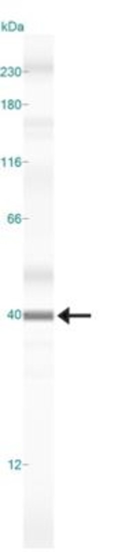 Caspase-3 Antibody (CPP32 4-1-18) - BSA Free, Novus Biologicals 0.05mL;