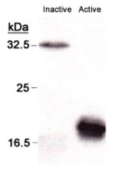 Caspase-3 Antibody (CPP32 4-1-18) - BSA Free, Novus Biologicals 0.05mL;