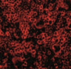 Caspase-4 Antibody - BSA Free, Novus Biologicals 0.025 mg, Unconjugated:Antibodies,