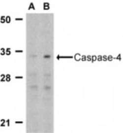 Caspase-4 Antibody - BSA Free, Novus Biologicals:Antibodies:Primary Antibodies