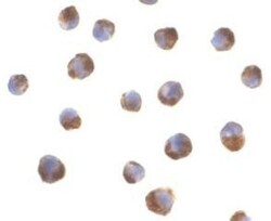 Caspase 5 Antibody - BSA Free, Novus Biologicals 0.025 mg, Unconjugated:Antibodies,