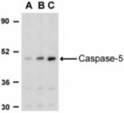 Caspase 5 Antibody - BSA Free, Novus Biologicals:Antibodies:Primary Antibodies