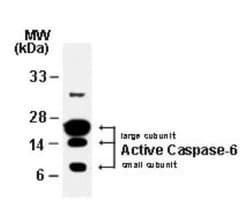 Caspase-6 Antibody, Novus Biologicals 0.025mL; Unlabeled:Antibodies, Polyclonal