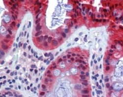 Caspase-7 Antibody (7-1-11), Novus Biologicals:Antibodies:Primary Antibodies