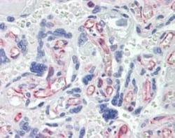 Caspase-7 Antibody (7-1-11), Novus Biologicals:Antibodies:Primary Antibodies