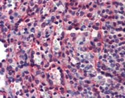 Caspase-7 Antibody (7-1-11), Novus Biologicals:Antibodies:Primary Antibodies