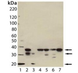 Caspase-7 Antibody (7-1-11), Novus Biologicals:Antibodies:Primary Antibodies
