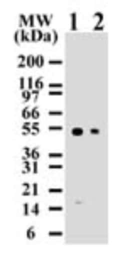 Caspase-8 Antibody (90A992) - BSA Free, Novus Biologicals 0.1mg; Unlabeled:Antibodies,