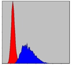 Caspase-8 Antibody (1H11), Novus Biologicals 0.1mL; Unlabeled:Antibodies,