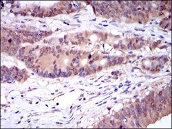 Caspase-8 Antibody (1H11), Novus Biologicals 0.1mL; Unlabeled:Antibodies,