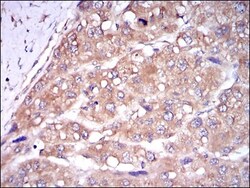 Caspase-8 Antibody (1H11), Novus Biologicals 0.1mL; Unlabeled:Antibodies,